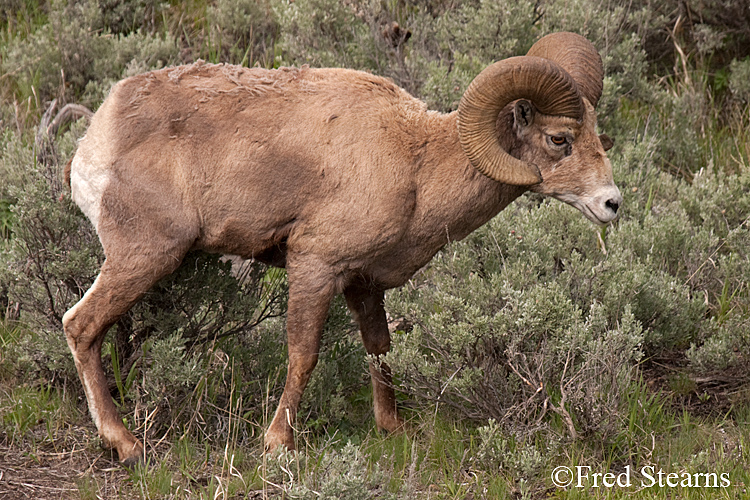 Yellowstone NP amar Valley Big Horn Sheep