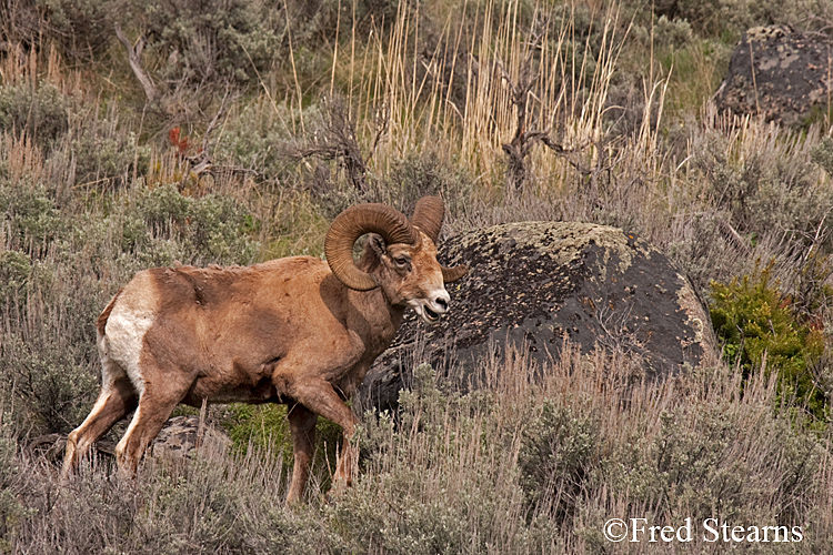 Yellowstone NP amar Valley Big Horn Sheep