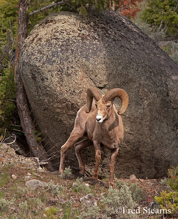 Yellowstone NP amar Valley Big Horn Sheep