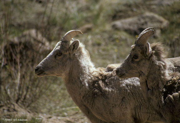 Guanella Pass Big Horn Sheep