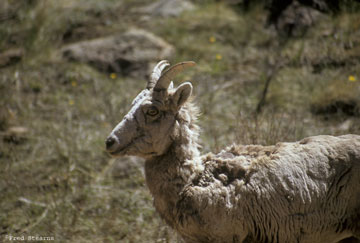 Big Horn Sheep on Guanella Pass