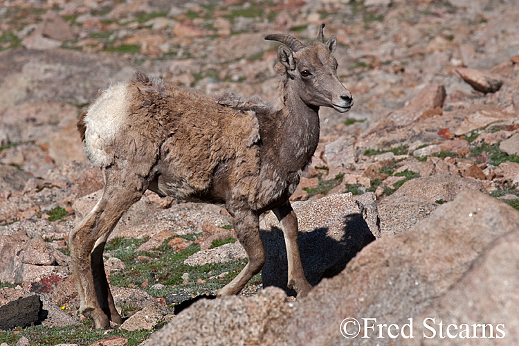 Mount Evans Big Horn Sheep