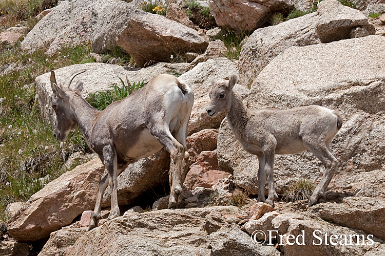 Mount Evans Big Horn Sheep