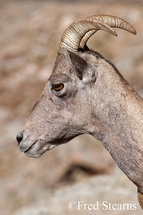 Mount Evans Big Horn Sheep