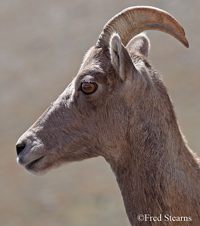 Mount Evans Big Horn Sheep