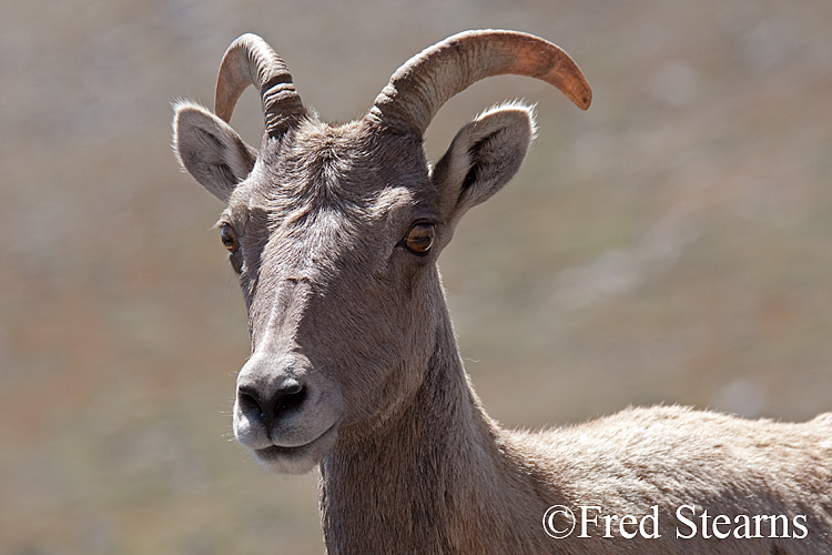 Mount Evans Big Horn Sheep