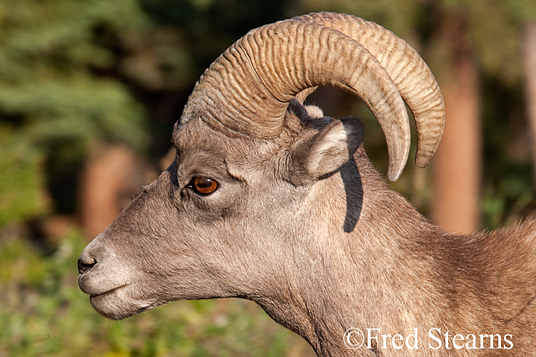 Mount Evans Big Horn Sheep