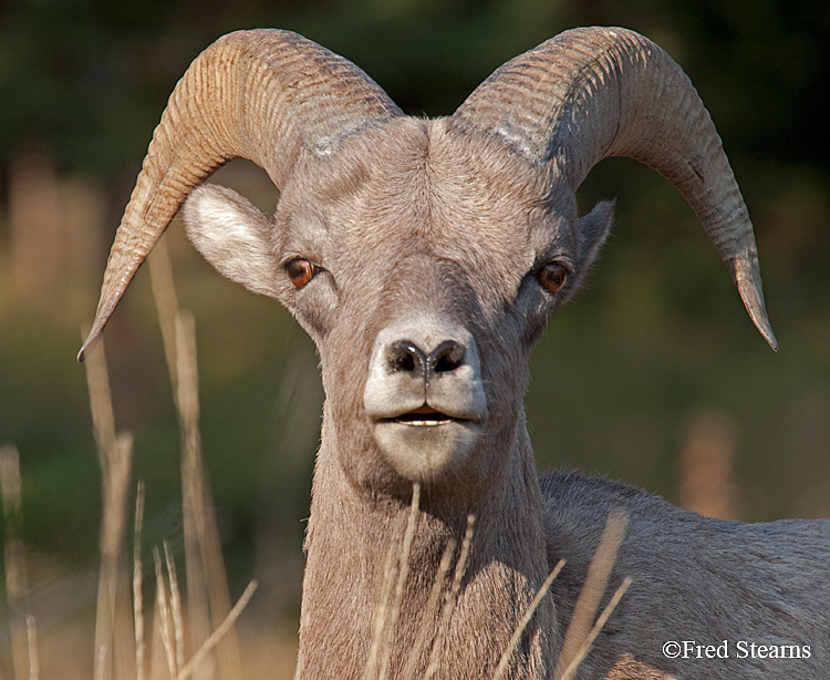 Mount Evans Big Horn Sheep