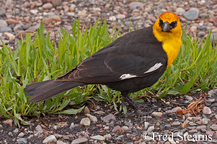 Grand Teton NP Yellow Headed Black Bird