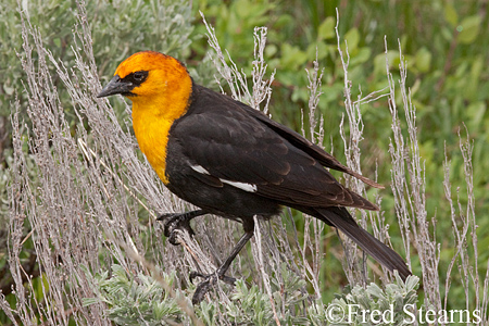 Yellow Headed Black Bird Grant Teton National Park