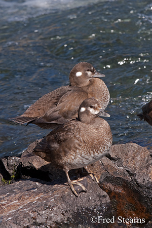 Yellowstone NP Harlequin Ducks