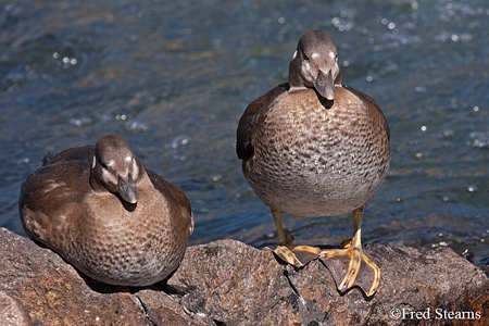 Yellowstone NP Harlequin Ducks