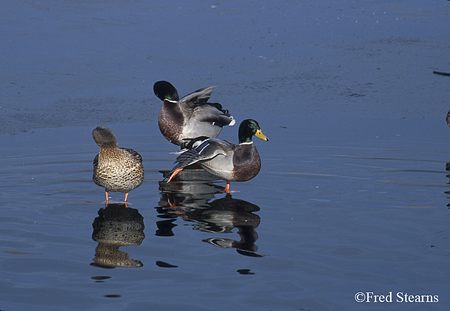 Three Mallard Ducks