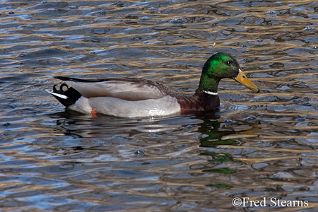 Mallard Ducks Prospect Park