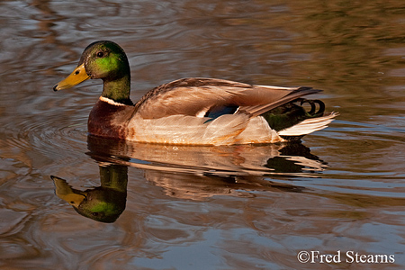 Sterne Park Mallard Duck