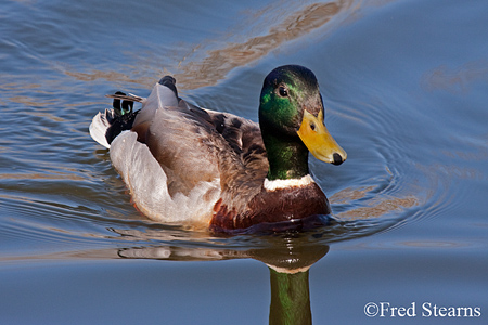 Sterne Park Mallard Duck