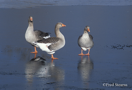 Three Geese