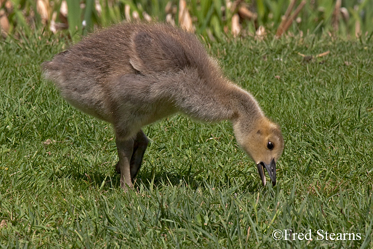 Elk National Reserve Canada Goose Gosling