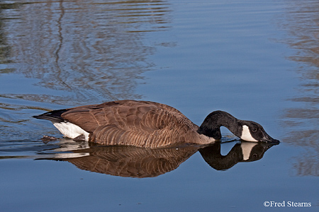 Sterne Park Canada Goose