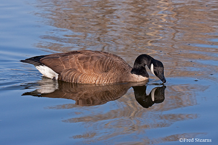 Sterne Park Canada Goose