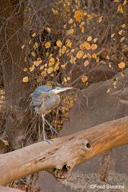 Zion NP Virgin River Great Blue Heron