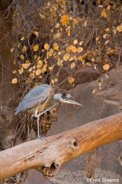 Zion NP Virgin River Great Blue Heron
