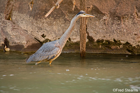 Zion NP Great Blue Heron