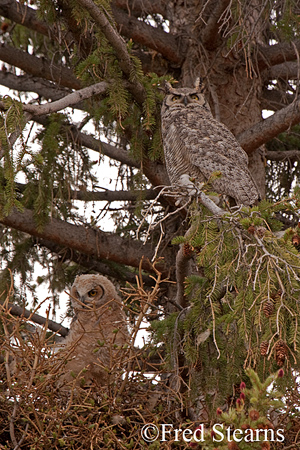 Yellowstone NP Great Horned Owl