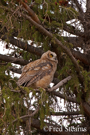 Yellowstone NP Great Horned Owl