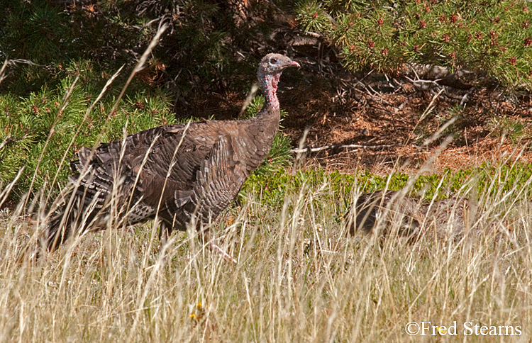 Rocky Mountain NP Wild Turkey