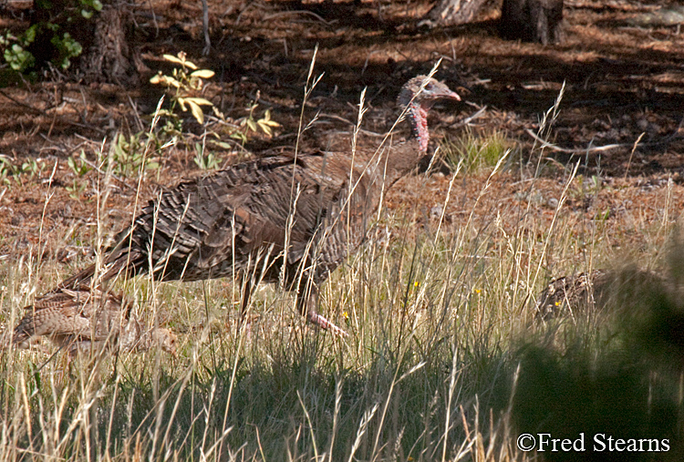 Rocky Mountain NP Wild Turkey
