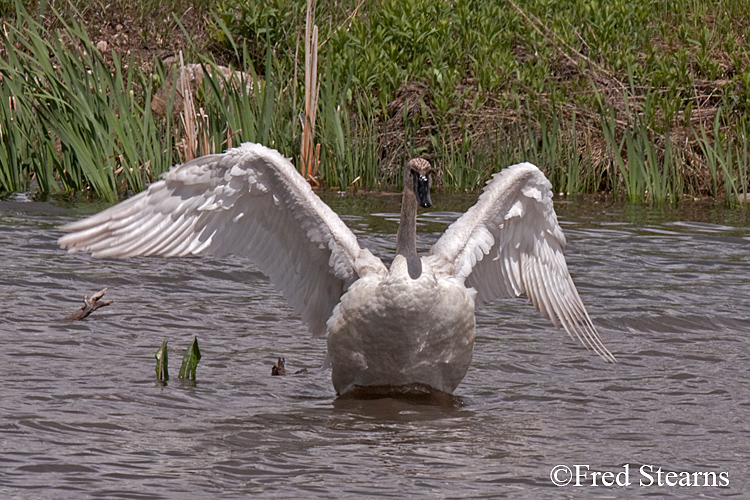 Elk National Reserve Trumpeter Swan