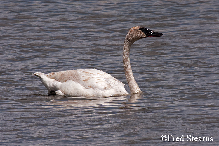 Elk National Reserve Trumpeter Swan