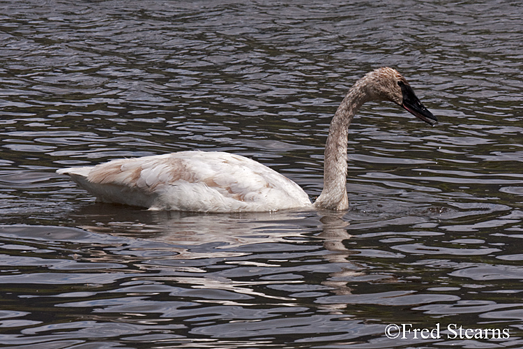 Elk National Reserve Trumpeter Swan