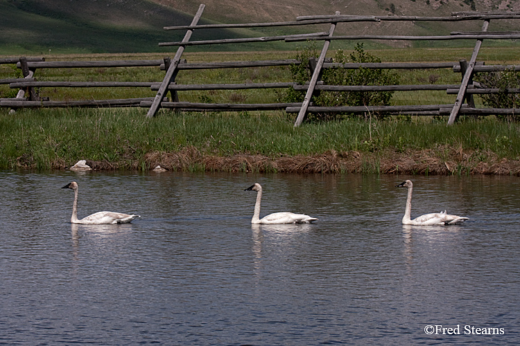 Elk National Reserve Trumpeter Swan