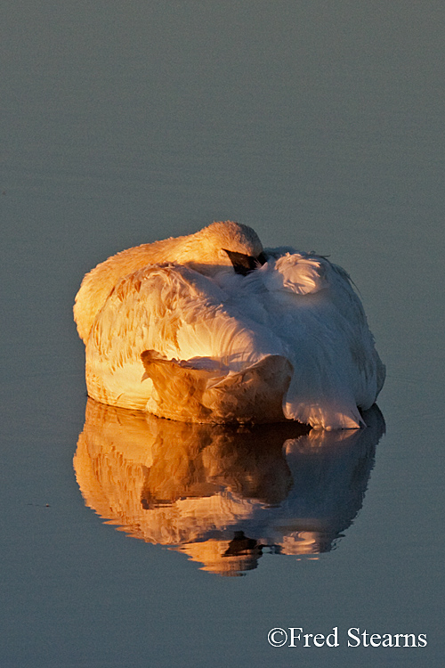 Yellowstone NP Trumpeter Swan