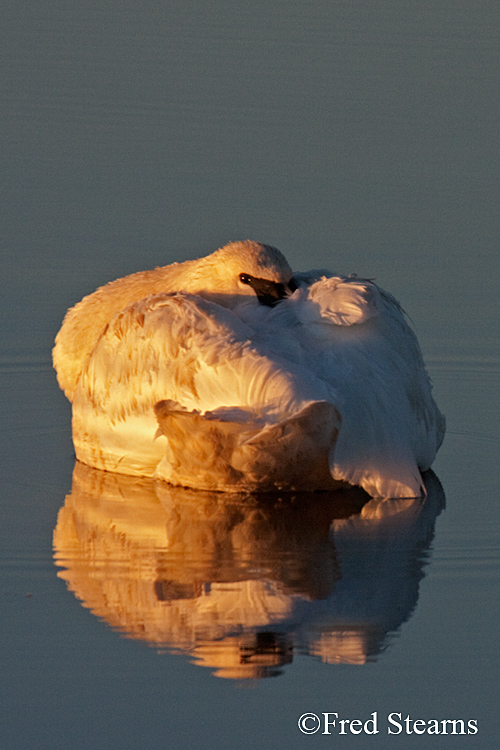 Yellowstone NP Trumpeter Swan