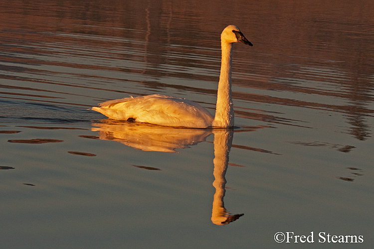 Yellowstone NP Trumpeter Swan