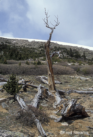 Arapaho NF Mount EvansBristlecone Pine