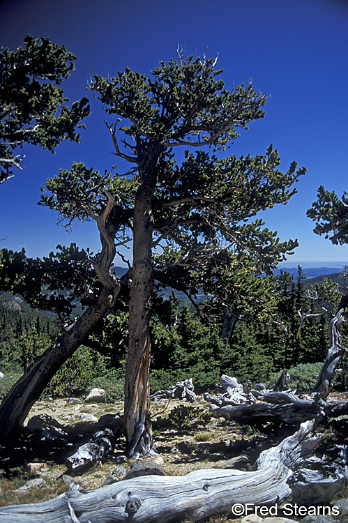 Arapaho NF Mount Evans Bristlecone Pines