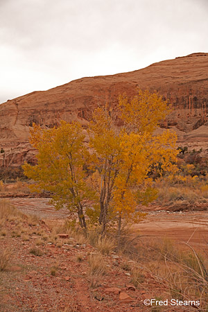 Canyon Rim Rec Area Fall Foliage